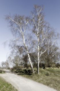 Birke verfremdet (fantasie) by Erhard Hess