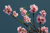 Mandelblüten von Erhard Hess