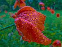 Roter Mohn by lisa-glueck