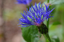 Blaue Blüte von lisa-glueck