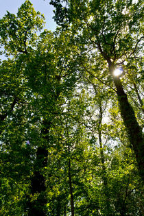 Summer trees von David Pyatt