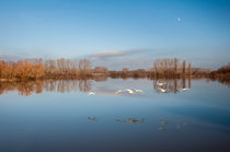 Schwanensee by Erhard Hess