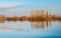 Schwanensee II by Erhard Hess