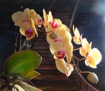 Orchideen von Sieglinde Talke