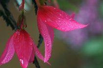 Begonia von Torsten Reuschling