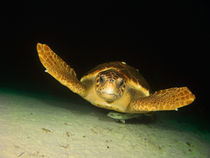Turtle, Blue Hole, Nassau, Bahamas von Shane Pinder