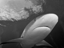 Shark, Nassau, Bahamas von Shane Pinder