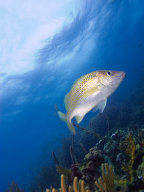 Fish over Reef, Nassau, Bahamas von Shane Pinder