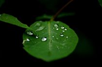 raindrops on leaves by mateart