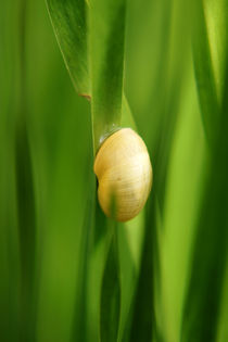 Schnecke by Bastian  Kienitz