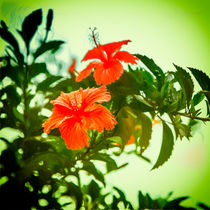 Bildschöne Hibiskusblüte by Gina Koch