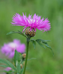 Centaurea dealbata by Jörg Hoffmann