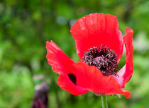 Poppy Flower - Mohnblüte by Jörg Hoffmann