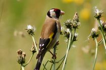 Natural Art Colorful Distel Finch in Summer by mateart