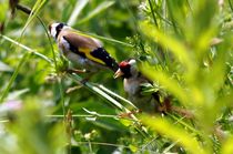 Natural Art - European Goldfinch Couple by mateart