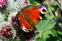 Tagpfauenauge auf Distel - European Peacock On Thistle by mateart