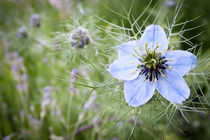 .meadow.flowers. von Katarzyna Körner