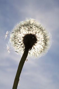 Pusteblume im Sonnenlicht (01) von Karina Baumgart