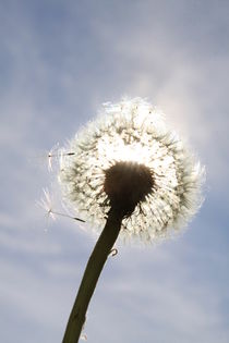 Pusteblume im Sonnenlicht (02) von Karina Baumgart