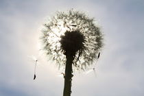 Pusteblume im Sonnenlicht (04) von Karina Baumgart