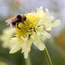 Gartenhummel (bombus hortorum) by Ralph Patzel