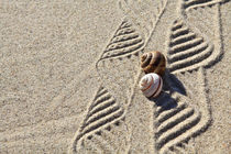 Dekoration aus Sand und Schneckenhäusern (04) von Karina Baumgart