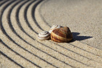 Dekoration aus Sand und Schneckenhäusern (02) von Karina Baumgart