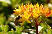 beeauty seven - bee on succulent plant in the sun by mateart