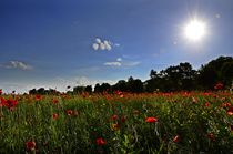 Mohn im Gegenlicht von Andreas Birkholz