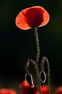 Mohnblüte von Andreas Birkholz