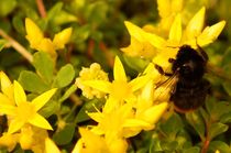 bumblebee in yellow paradise von mateart