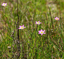 Saltmarsh Sabatia von Louise Heusinkveld