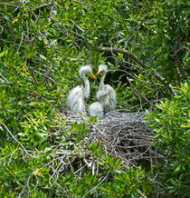 Great Egret Chicks von Louise Heusinkveld