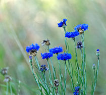 Blue Cornflowers by Louise Heusinkveld