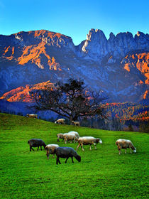 Schafe auf der Weide von ekk lory