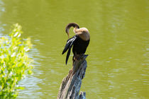 Anhinga Grooming Feathers by Louise Heusinkveld