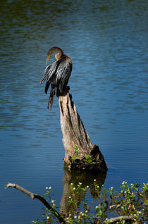 Anhinga Grooming Feathers II von Louise Heusinkveld