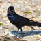 Boat-tailed-grackle0367
