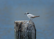 Forsters Tern by Louise Heusinkveld