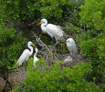 Egret Rookery von Louise Heusinkveld