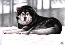 Alaskan Malamute von Nicole Zeug