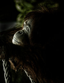 Pensive orang utan von Sheila Smart