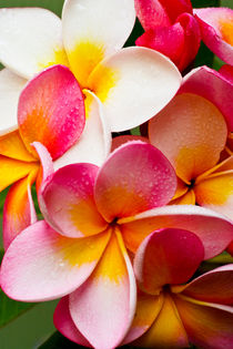 Pink frangipani by Sheila Smart