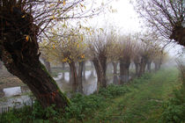 Herbstlandschaft mit Kopfweiden im Nebel 01 von Karina Baumgart