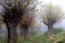 Herbstlandschaft mit Kopfweiden im Nebel 04 by Karina Baumgart