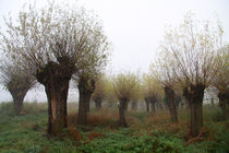 Herbstlandschaft mit Kopfweiden im Nebel 10 von Karina Baumgart