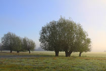 Herbstlandschaft mit Kopfweiden im Nebel 11 by Karina Baumgart