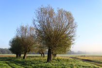 Herbstlandschaft mit Kopfweiden im Nebel 14 von Karina Baumgart