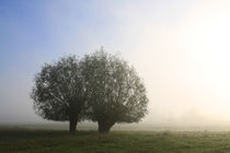 Herbstlandschaft mit Kopfweiden im Nebel 17 by Karina Baumgart
