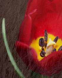 Tulpe von Christine Bässler